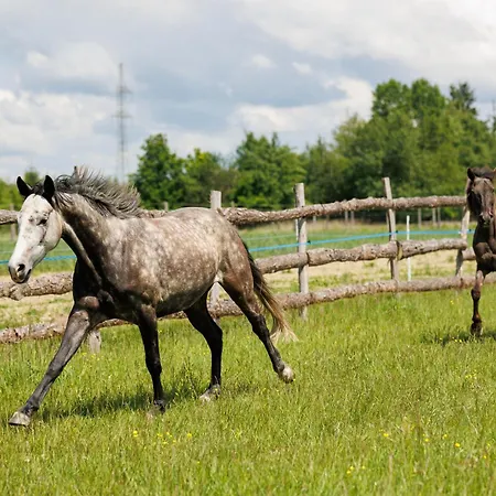Tulipanos Kucko Az Orsegben *